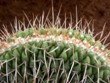Mammillaria_tolimensis